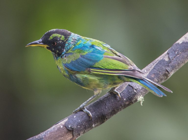 Green Honeycreeper - Owen Deutsch Photography