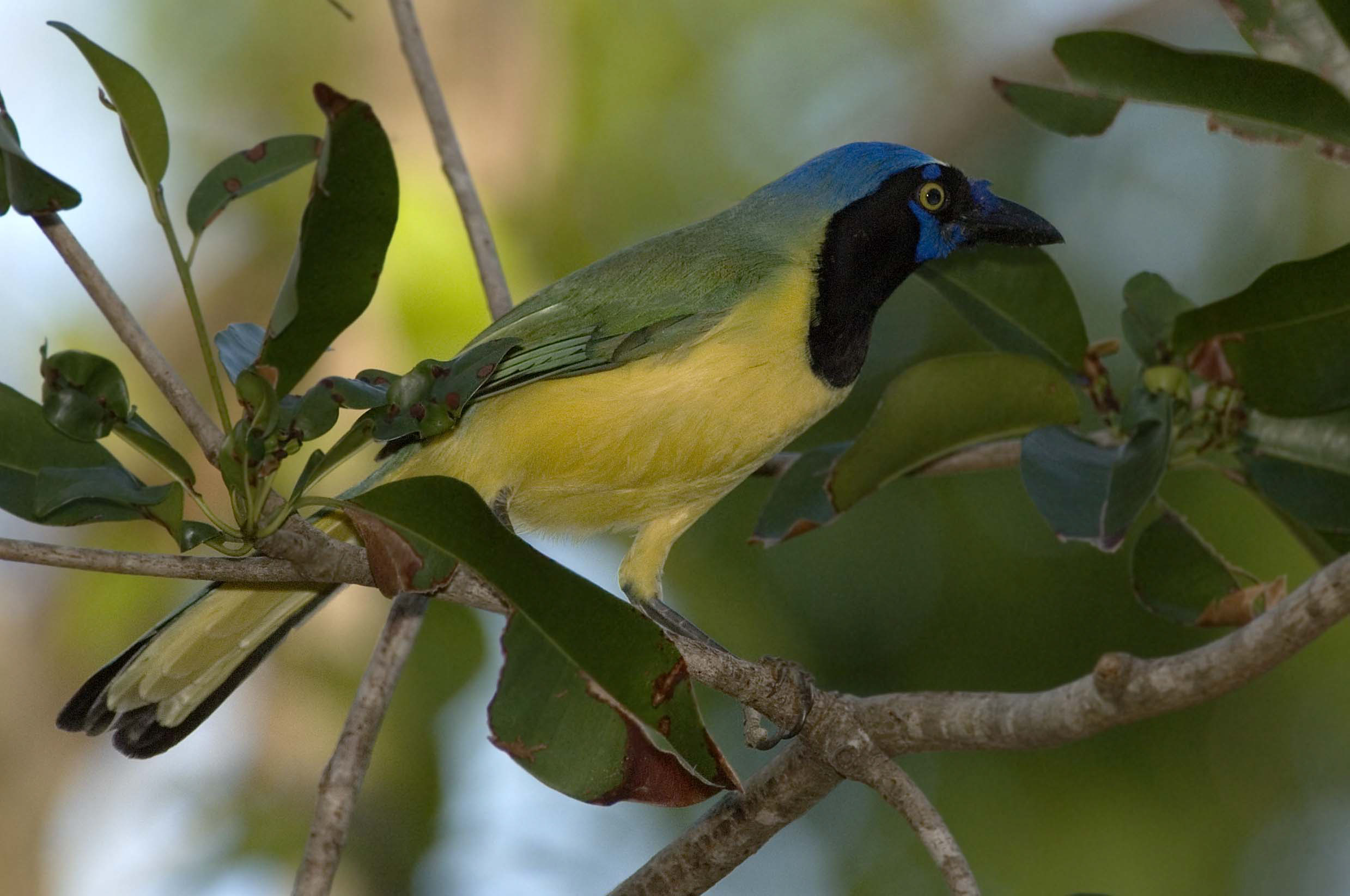 Green Jay - Owen Deutsch Photography