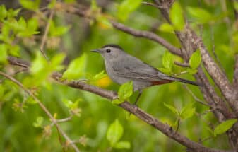 Grey Catbird