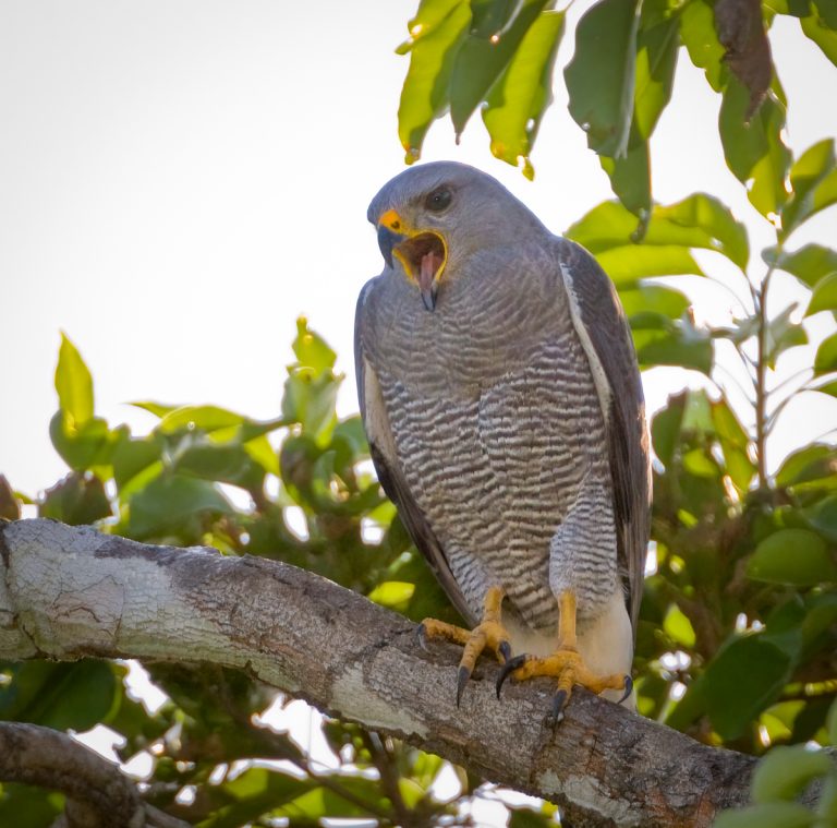 Grey Hawk - Owen Deutsch Photography