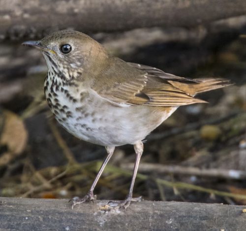 Grey-cheeked Thrush - Owen Deutsch Photography