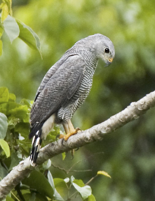 Grey-lined Hawk - Owen Deutsch Photography