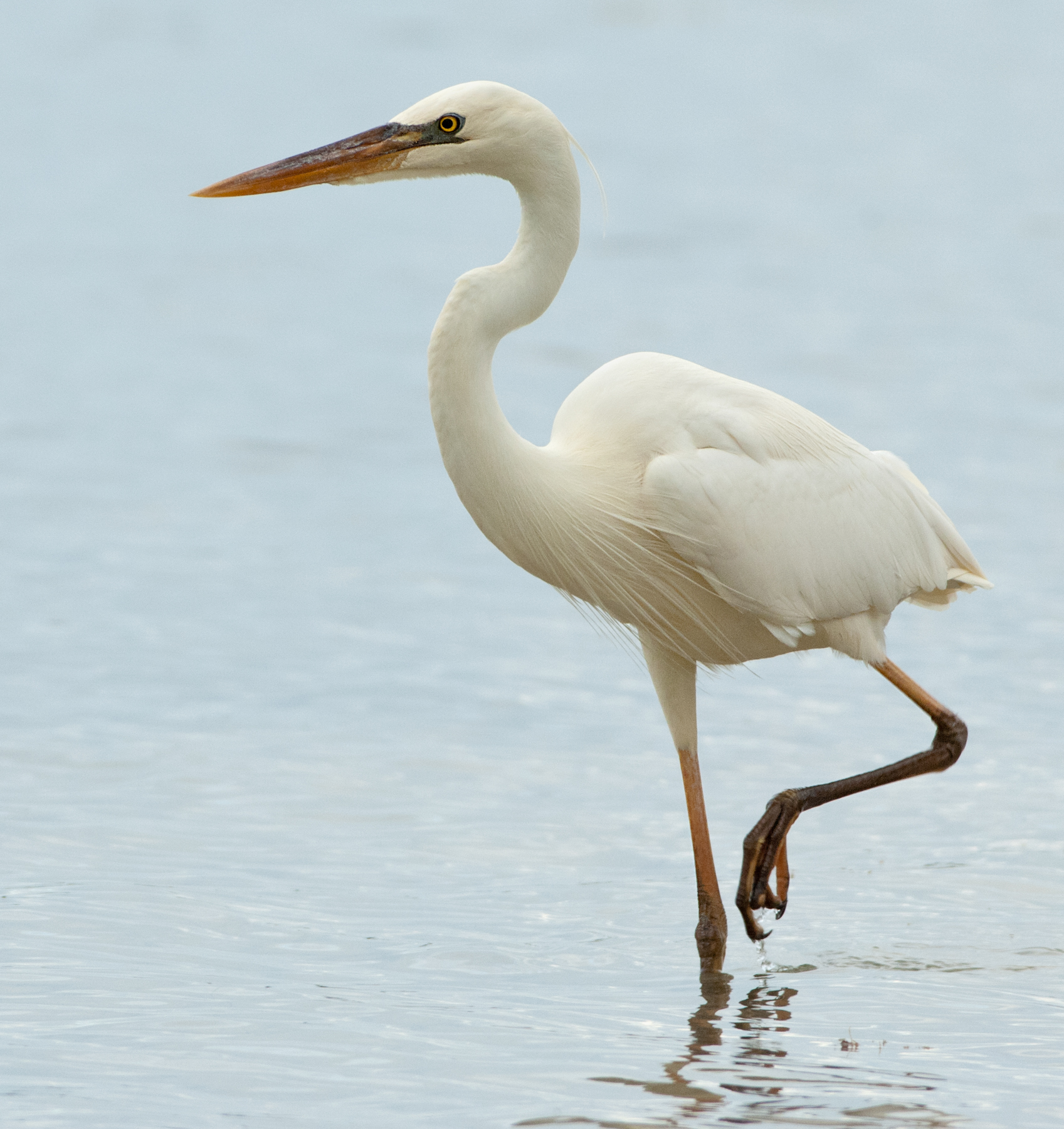 Great White Heron Owen Deutsch Photography