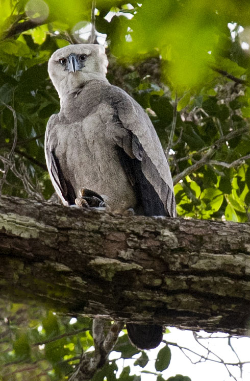 Image of a perched harpy eagle in Guyana. Photographed by nature photographer Owen Deutsch