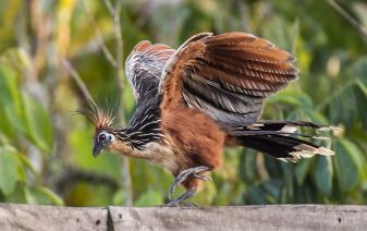 Hoatzin