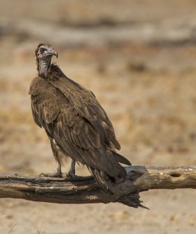 Hooded Vulture