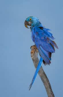 Hyacinth Macaw