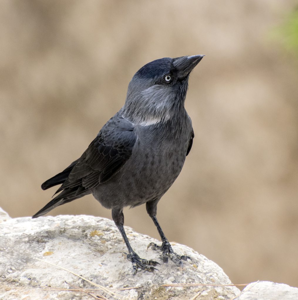 Eurasian Jackdaw - Owen Deutsch Photography