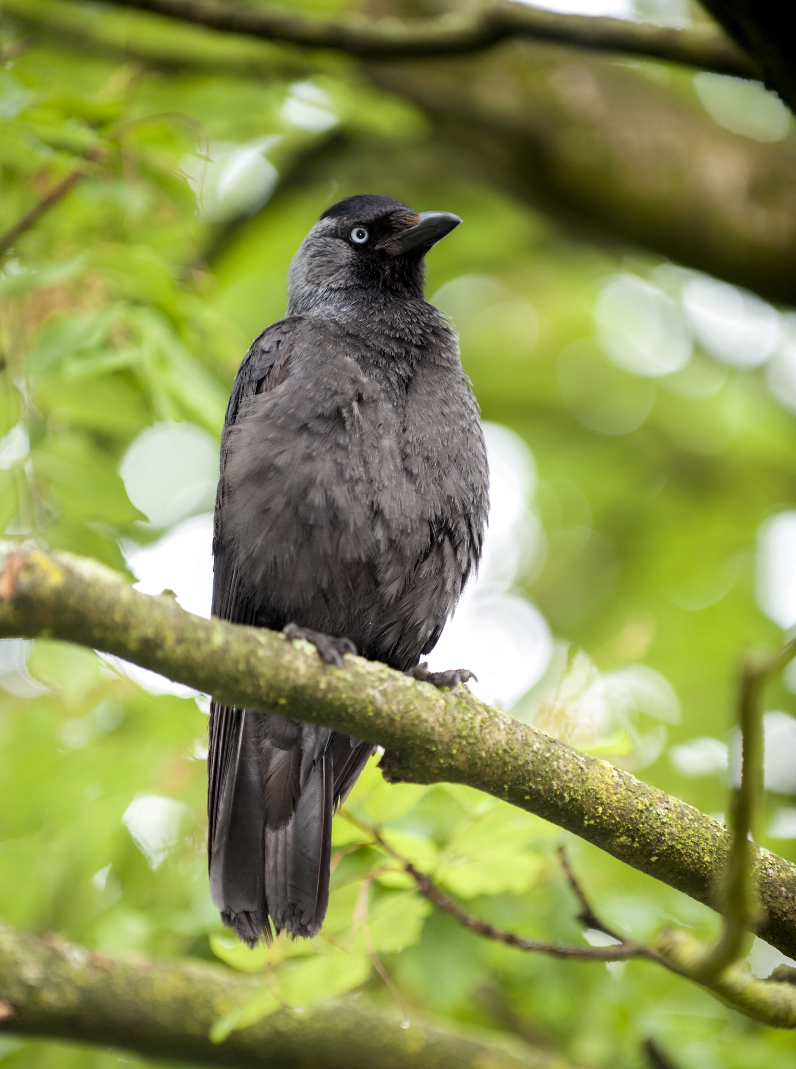 Eurasian Jackdaw Owen Deutsch Photography