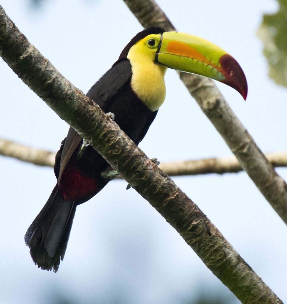 Keelbilled Toucan Owen Deutsch Photography