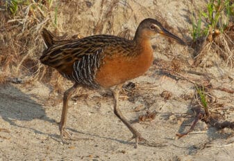 King Rail