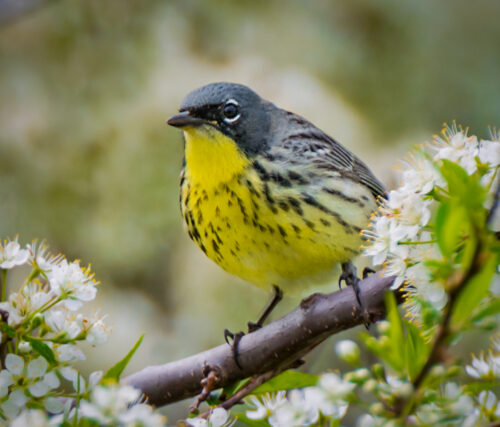 Kirtland's Warbler - Owen Deutsch Photography