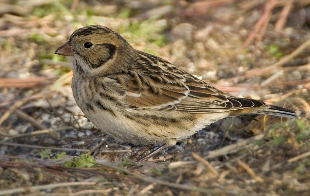 Lapland Longspur - Owen Deutsch Photography