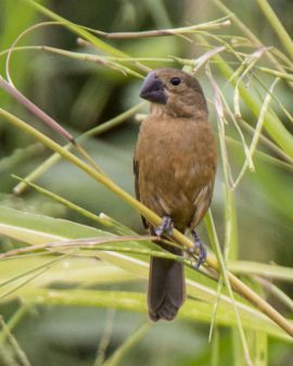 Large-billed Seed Finch