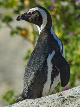 Bird Conservation | Owen Deutsch & American Bird Conservancy | Birding