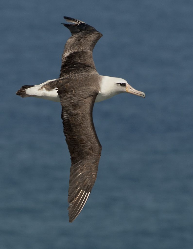 Laysan Albatross - Owen Deutsch Photography