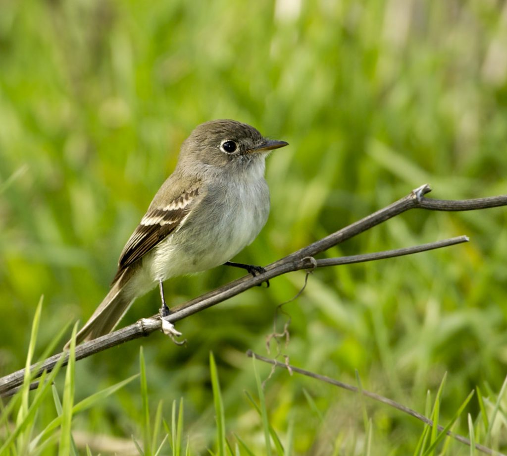 Least Flycatcher - Owen Deutsch Photography