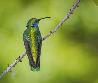 Lesser Violetear