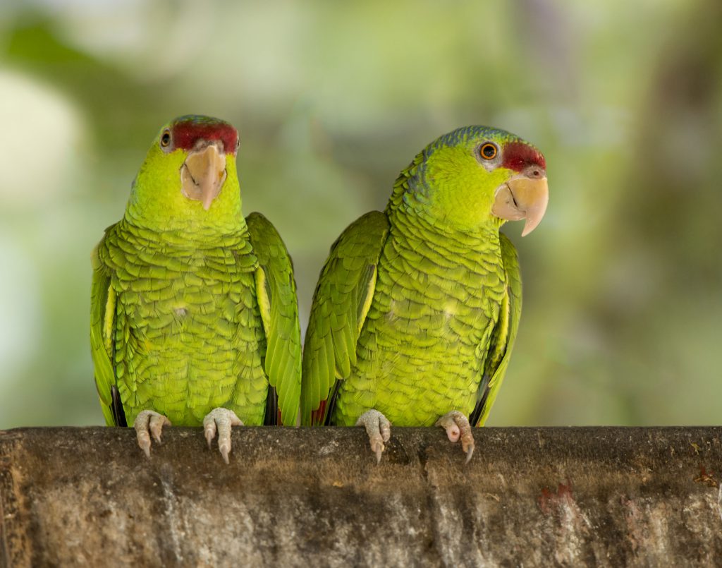 Lilaccrowned Parrot Owen Deutsch Photography