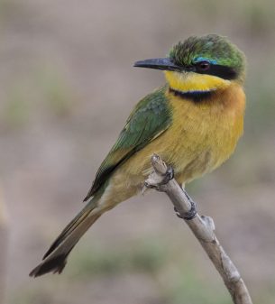 Little Bee-eater