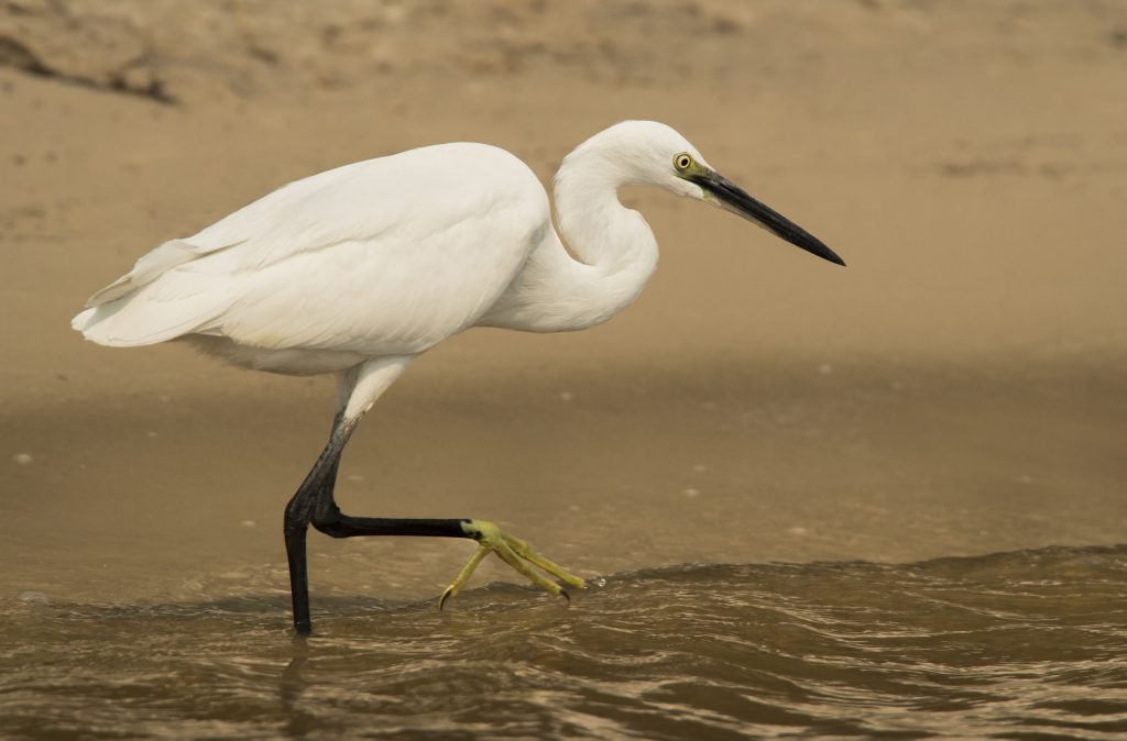 little-egret-owen-deutsch-photography