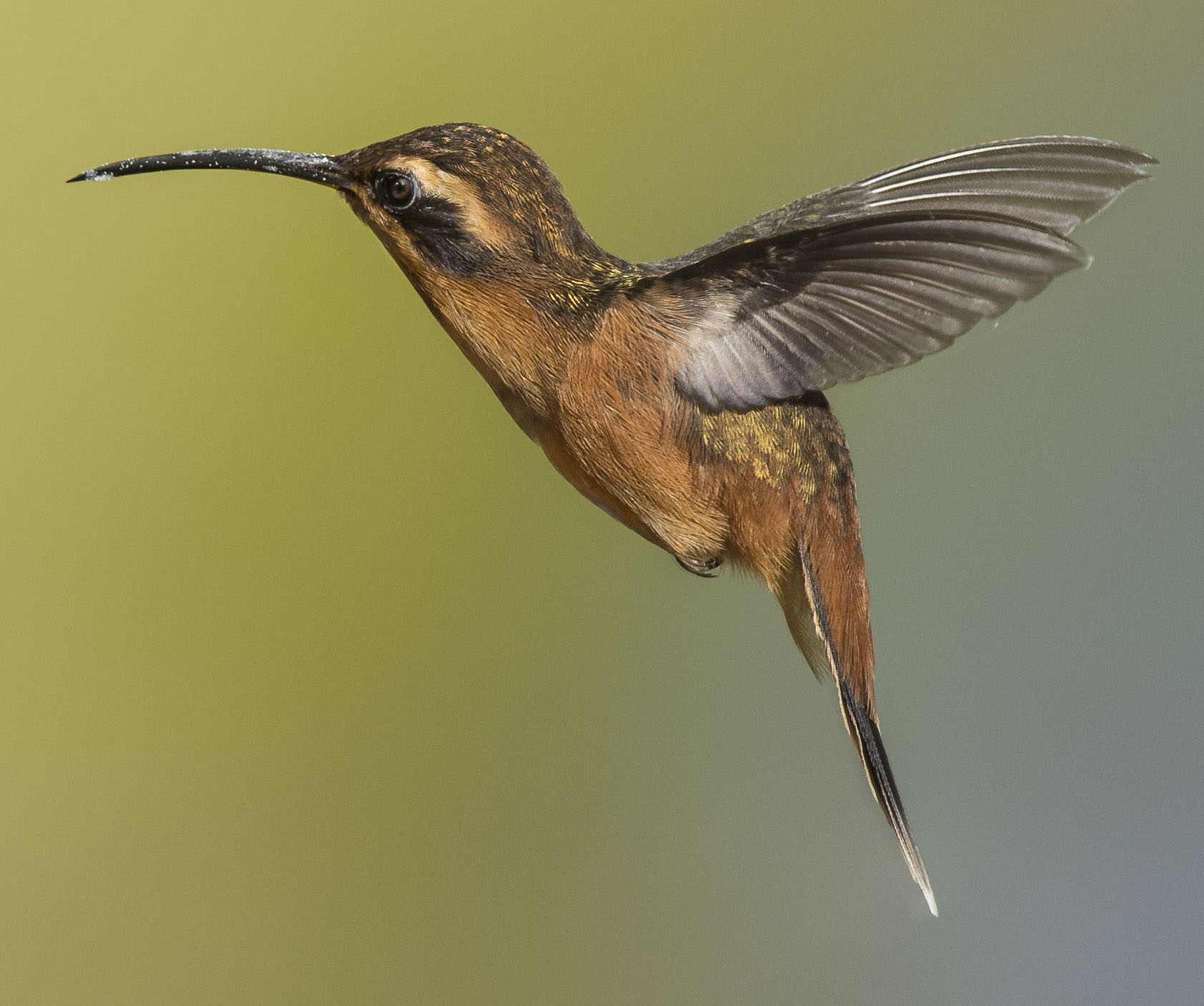 Black-throated Hermit - Owen Deutsch Photography