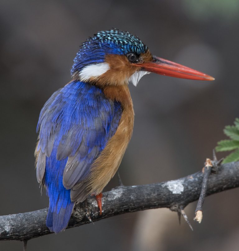 Malachite Kingfisher Colorful Birds Perching Birds