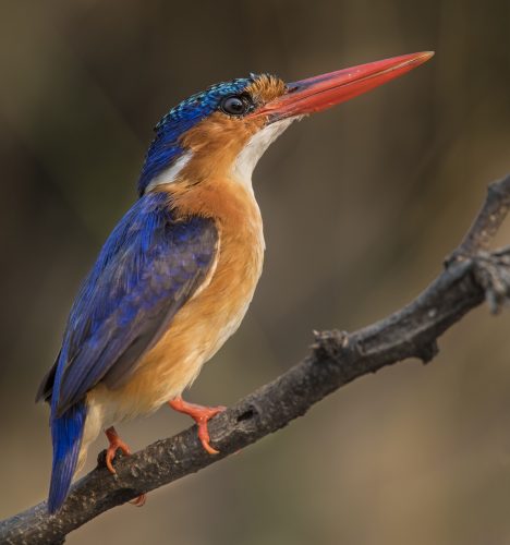 Malachite Kingfisher | Colorful Birds | Nature Photography