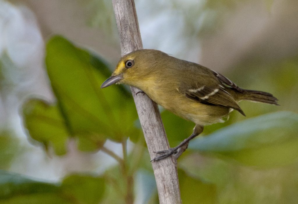 Mangrove Vireo | Passerine | Bird Photography