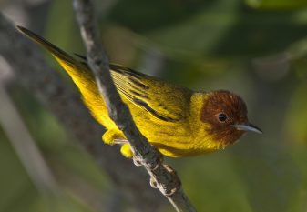 Mangrove Warbler