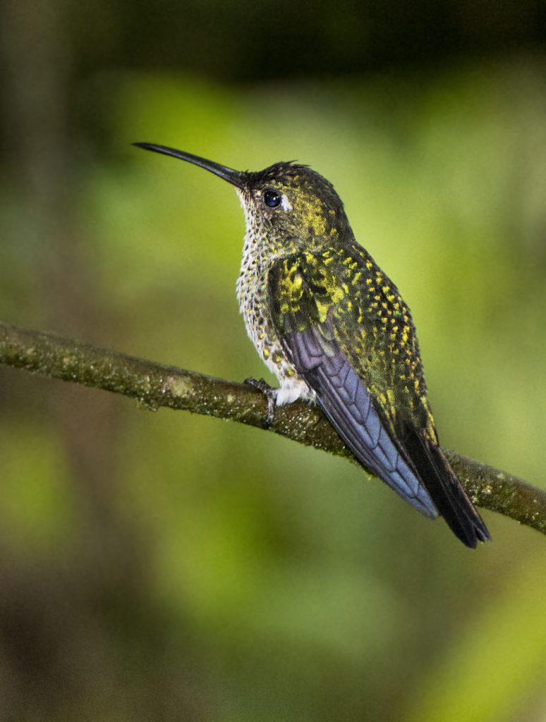 Many-spotted Hummingbird | Bird Photography | Passerine