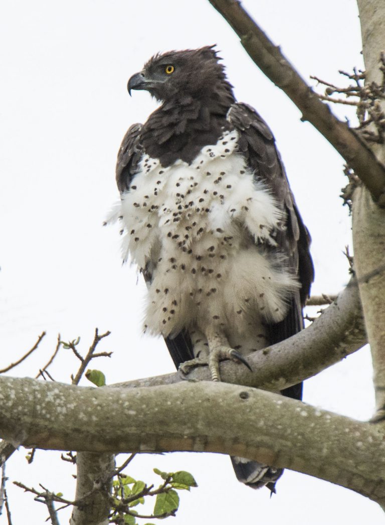 Martial Eagle | Endangered Species of Birds | Birding