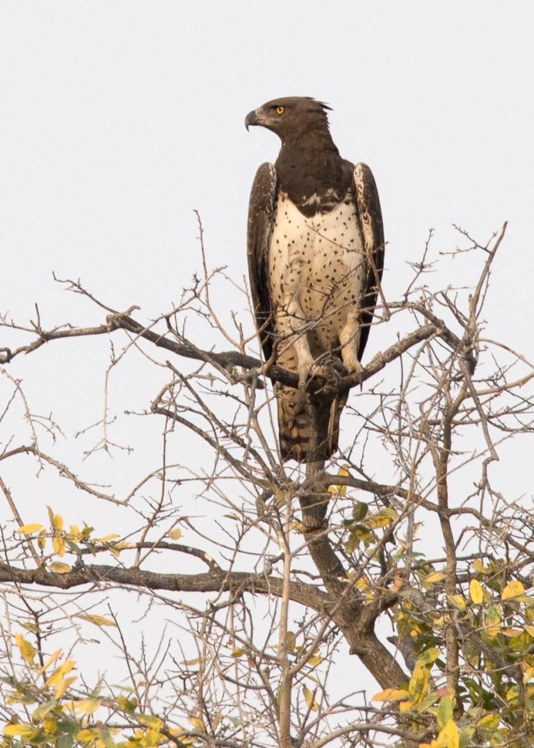 Martial Eagle 