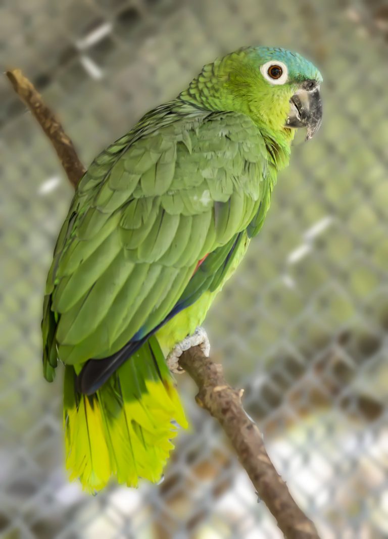 Southern Mealy Amazon - Owen Deutsch Photography