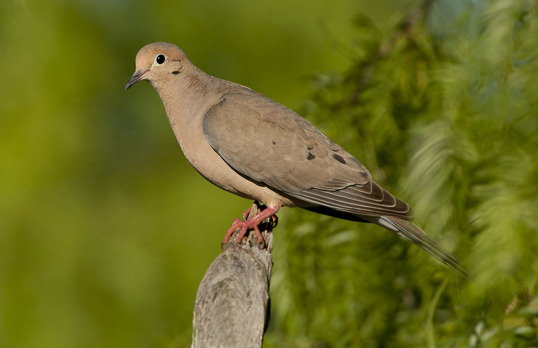 Mourning Dove - Owen Deutsch Photography