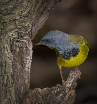 Mourning Warbler