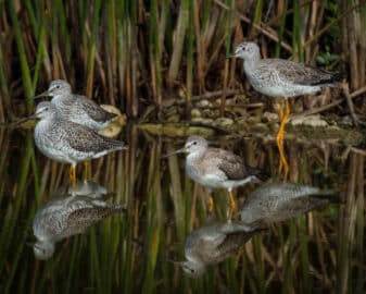 Greater Yellowlegs