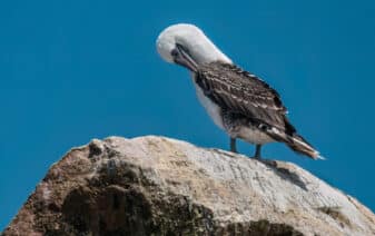 Peruvian Booby
