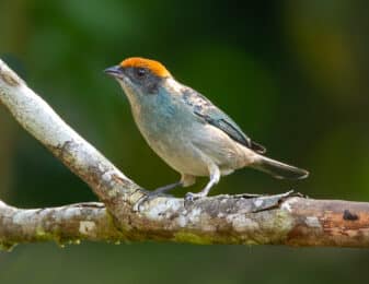 Scrub Tanager