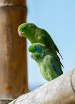Spectacled Parrotlet