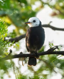 White-headed Marsh Tyrant