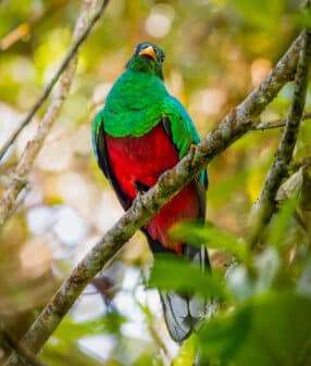White-tipped Quetzal