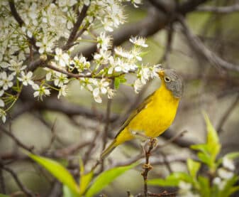 Nashville Warbler