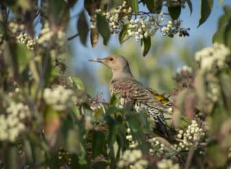 Northern Flicker Yellow-shafted