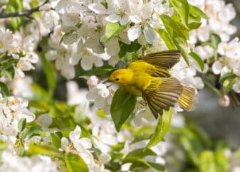 Northern Yellow Warbler