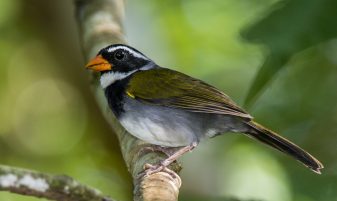 Orange-billed Sparrow