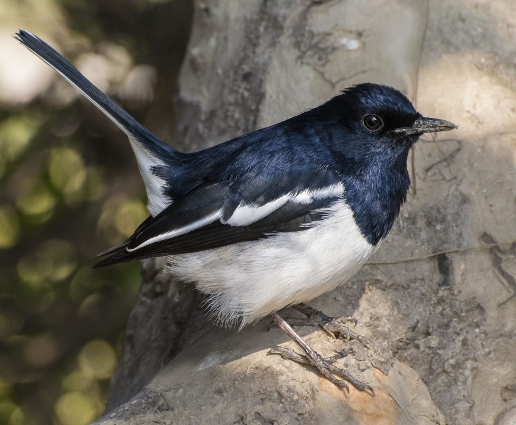 Oriental Magpie-robin - Owen Deutsch Photography