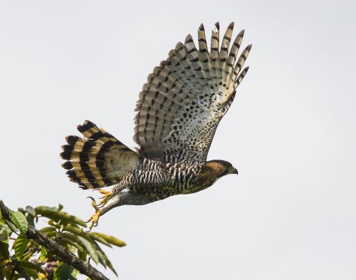 Ornate Hawk-Eagle - Owen Deutsch Photography