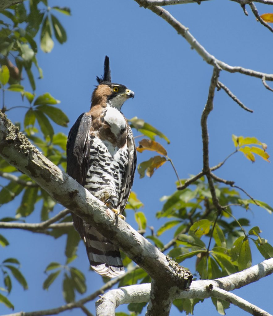 Ornate Hawk-eagle - Owen Deutsch Photography