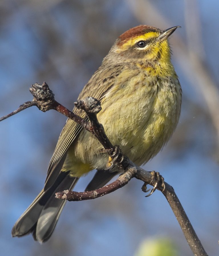 Palm Warbler - Owen Deutsch Photography